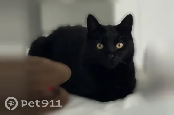 Lost cat, Wertheim Place, 59, Long Branch, Long Branch — female with yellow eyes - photo