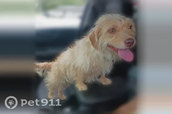Lost dog, female, Rundill Road, 2120, Louisville, New Pekin — small and blond - photo