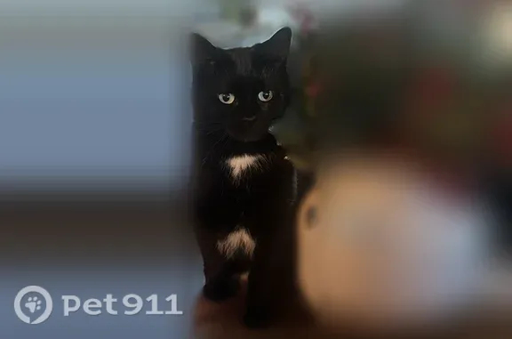 Lost cat, Carpol Street, 5939, Cincinnati — female with a white chest patch - photo