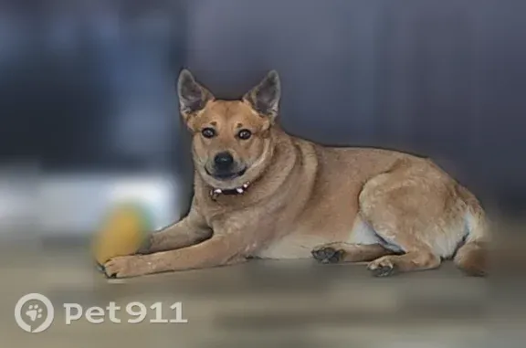 Lost male dog, Cobden, Minnesota — shy red heeler, do not chase - photo