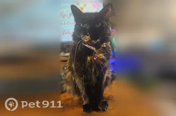 Lost female cat, Creekberry Court, 7191, Pickerington, Columbus — black with tan markings - photo