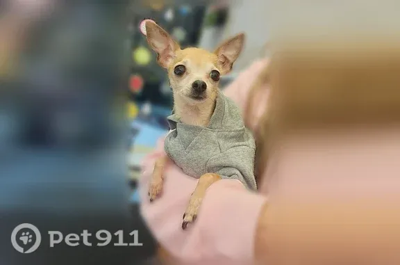 Lost dog, female, 1st Street East, 1115, Humble — light brown teacup - photo