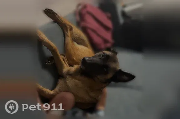 Lost dog, Jefferson City, Tennessee, Dandridge — female Belgian Malinois with one ear - photo