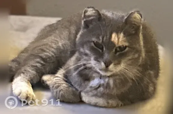 Found female cat, Kahoun Stree...