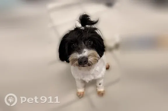 Missing dog Brooklyn, photo: Lost dog, Clinton Street, 148, Brooklyn — female poodle mix with pink harness
