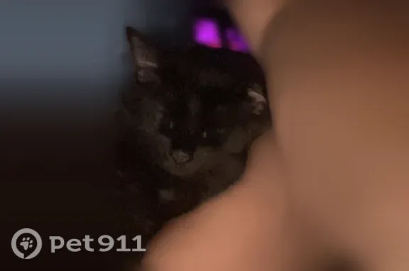 Missing cat Odessa, photo: Lost cat, East 42nd Street, 2016, Odessa, Odessa — small black female with yellow eyes