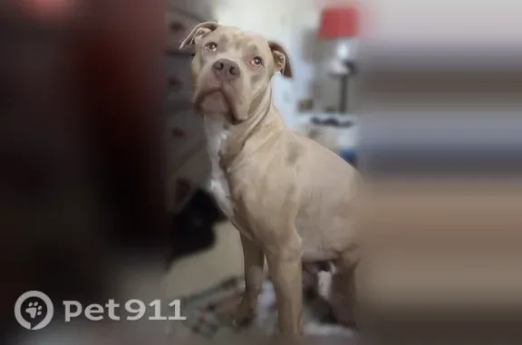 Lost male dog, Old Grand Avenue, 25613, Fox Lake Hills — American bully mix with green eyes - photo