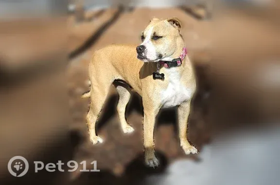Lost dog, North Valentia Street, 1662, Denver — shy female with black facial markings - photo