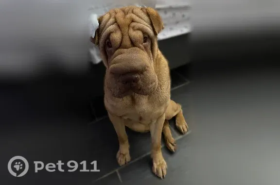 Lost Dog, West Shumway Farm Road, 3408, Phoenix — female with tan coat and prominent wrinkles - photo