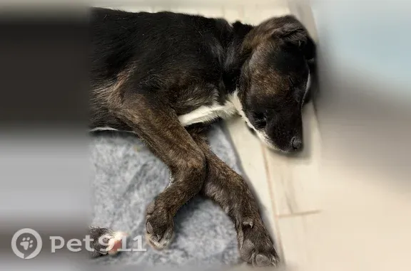 Lost male dog, South Trevino Road, 56, Santa Teresa — black with brunette legs and a white face splotch - photo