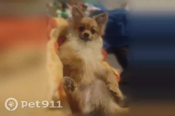 Lost dog, Chaparral, New Mexico, Albuquerque — small female Pomeranian mix - photo