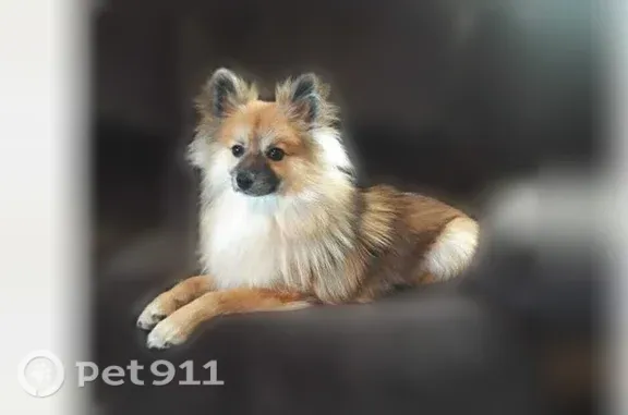 Lost male dog, Farm to Market 1960 Road West, 1819, Houston — medium Pomeranian with no collar - photo