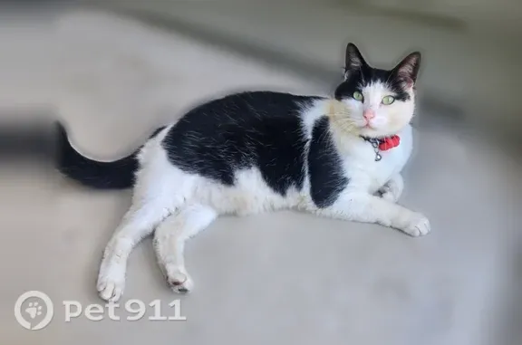 Lost male cat, Meadow Pond Drive, Virginia, Ashburn — friendly black-and-white tuxedo - photo