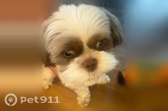 Lost male dog, East Lakewood Boulevard, 343, Holland — white and brown - photo