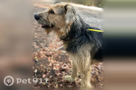 Found dog Dallas, photo: Found male dog, Robert B Cullum Boulevard, 1300, Dallas — friendly and underweight