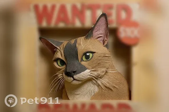 Lost female cat, Southwest 110th Street, Florida, Ocala — Siamese with tan fur and black markings - photo
