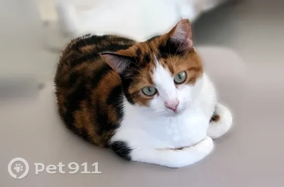 Lost female cat, Ridgewood Lane, Savage, Minneapolis — calico with a tipped ear - photo