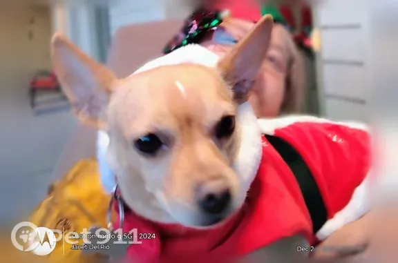 Cream color with white a little bit how's your collar red collar with her tags on very friendly