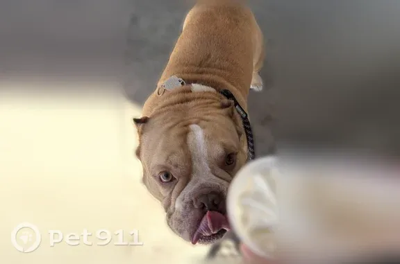 Missing dog Wilmington, photo: Lost dog, Nixon Street, 620, Wilmington — male Bulldog/American Bully with a white blaze