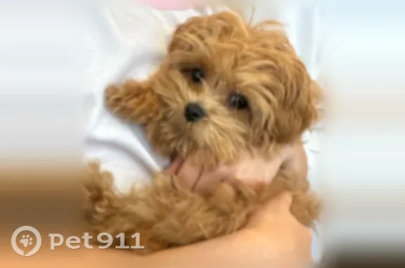 Lost male dog, Santa Margarita Parkway, 30102, Rancho Santa Margarita — brown Teacup Malipoo, about 4 lbs - photo
