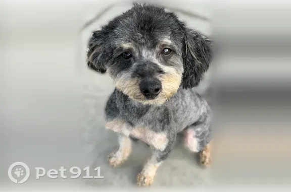 Lost male dog, New York — brown and black - photo