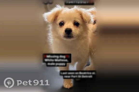 Lost dog, Beatrice Street, Detroit, Westland — white Maltese puppy - photo