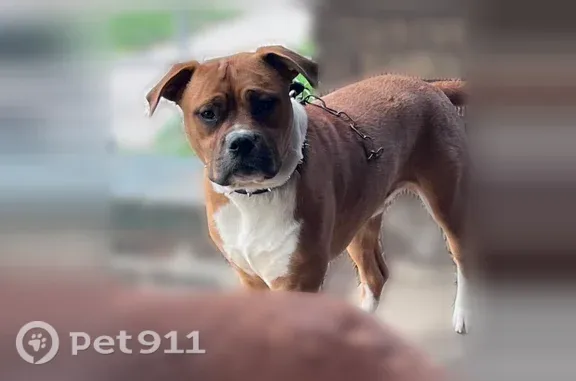 Lost dog, Woodmere Street, 764, Detroit — male with white paws and two hairless spots on his back - photo