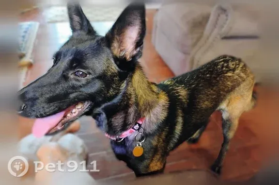 Lost dog, female, Birmingham Boulevard, 2850, Rio Pinar, Orlando — pink collar - photo