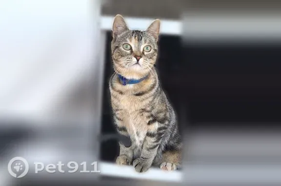 Lost cat, Clinton Avenue South, 8640, Minneapolis — small tabby with a blue collar - photo