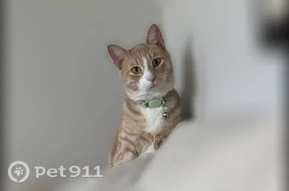Lost cat, East 170 North, 1364, Heber City, Heber — male light orange cat - photo