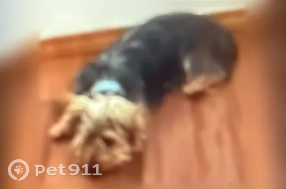 Lost dog, Calle de Oro, 184, Clovis — male with a blue collar - photo
