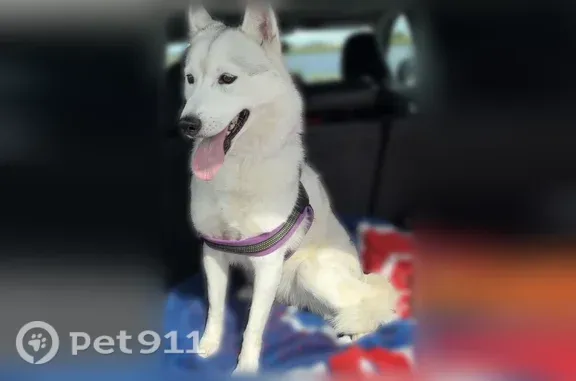 Lost female dog, Pouley Road, 2N553, Elburn — white Siberian husky with brown eyes - photo
