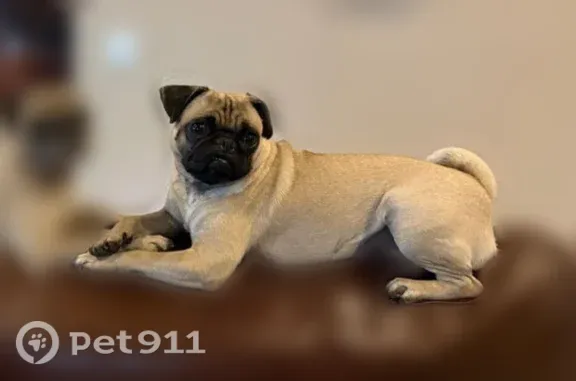 Lost dog, Tierra Allen Place, 3704, El Paso, Lubbock — pug escaped through side gate - photo
