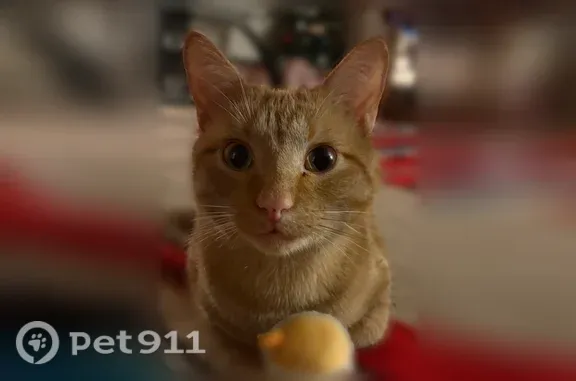 Lost male cat, North Porter Road, 1342, Fayetteville — sweet and approachable - photo