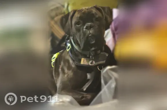Lost dog, East Lake Morton Drive Southeast, 31165, Kent — brindle Boxer on medication - photo