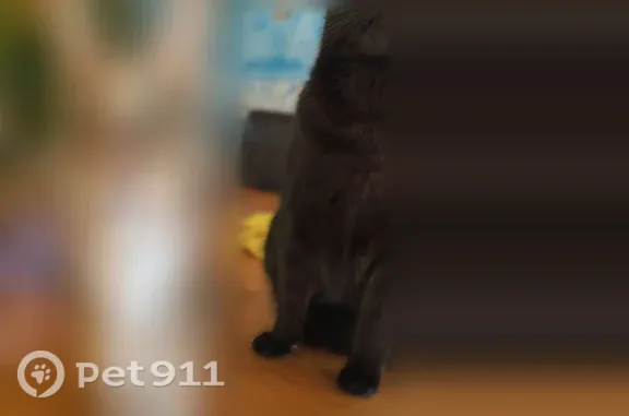 Missing cat Billings, photo: Lost cat, female, Kyhl Lane, 967, Billings — very sweet