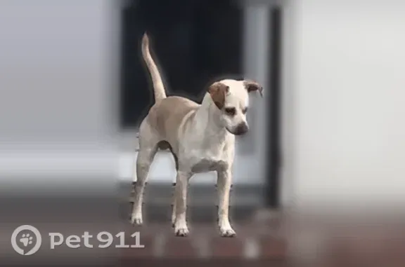 Lost male dog, South Avalon Boulevard, 4826, Los Angeles — small and neutered - photo