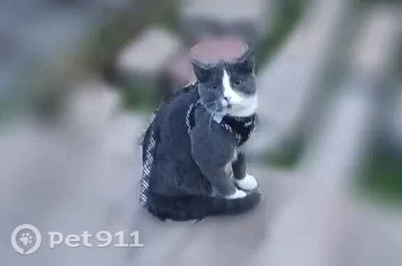 Lost and found pets Bloomington, photo: Lost female cat, 20th Avenue North, Fargo, Bloomington — gray spot on chin