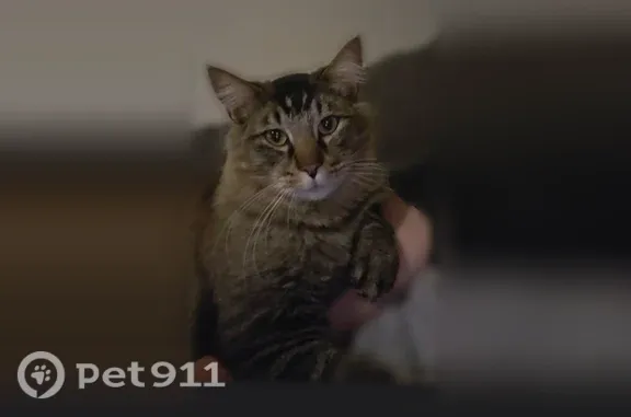 Lost cat, East 7th Place, 28349, Watkins, Denver — male with green eyes, about 16 pounds - photo
