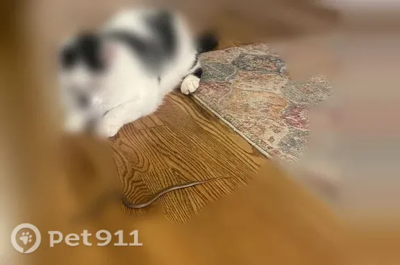 Lost cat, Sandridge Court, Alpharetta — male, black and white cow-print - photo