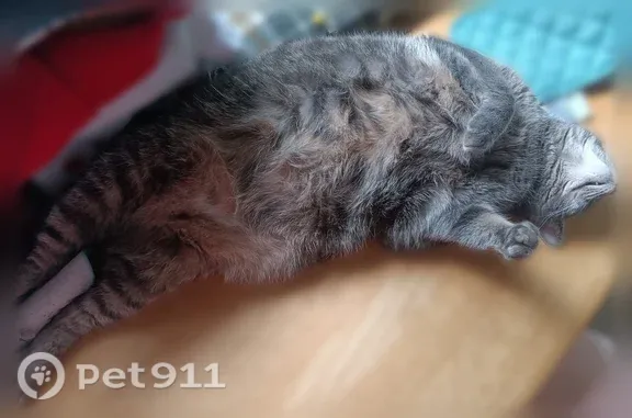Lost cat, Chellis Street, 227, Wausau, Auburndale — female, declawed and microchipped - photo