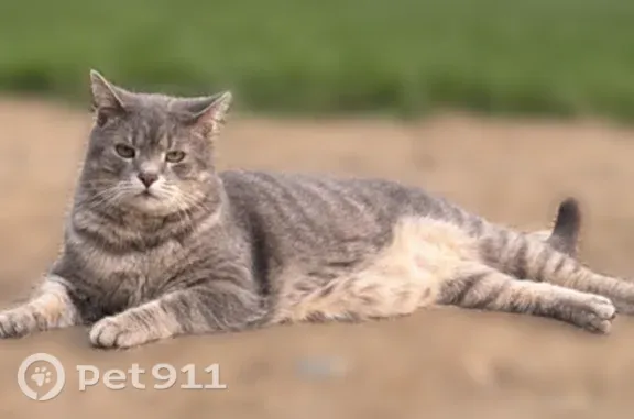 Lost cat, Peppers Ferry Road, 1025, Wytheville, Detroit — grey and white striped coat - photo