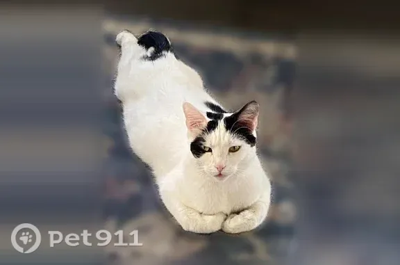 Lost Cat, Carlisle Avenue, 1825, Richmond, Martinsville — male, white with black markings - photo