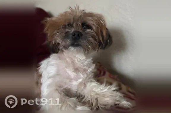 Lost male dog, Pershing Street, 1403, High Point — white chest and arms - photo