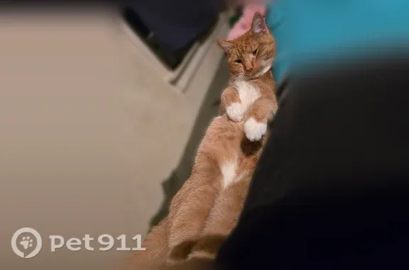 Lost male cat, Ibis Street Northwest, 10505, Coon Rapids, Arlington — orange with white chest and socks - photo