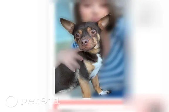 Lost dog, 4700 South, 5600, West Valley City — dark brown with caramel eyebrows - photo