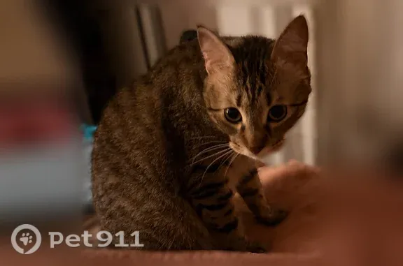 Lost pets Dallas, photo: Lost cat, Mccarthy Street, 3000, Irving, Dallas — large male striped tabby