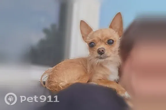 3 pounds. Tan long hair chihuahua with a white chest. Blue clbreak away cat collar with a reflective stripe. We think she snuck out the front door when letting our big dog out. She's very friendly.