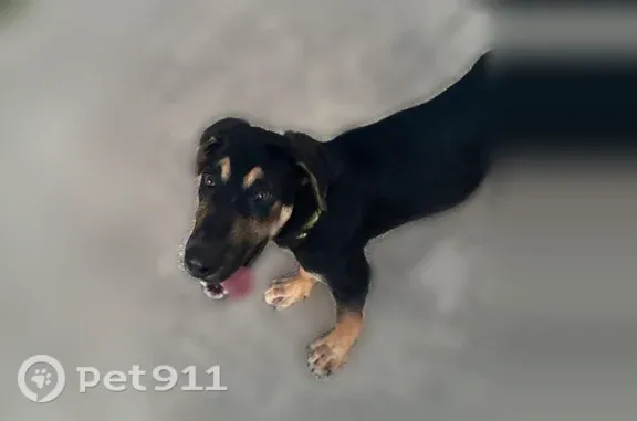 Found dog Magnolia, photo: Found dog, High Point Drive, 34148, Magnolia — black and brown with a green collar
