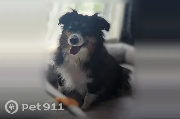Lost female dog, East Gallaher Ferry Road, 2420, Knoxville — tri-color Mini Aussie, 40+ pounds - photo
